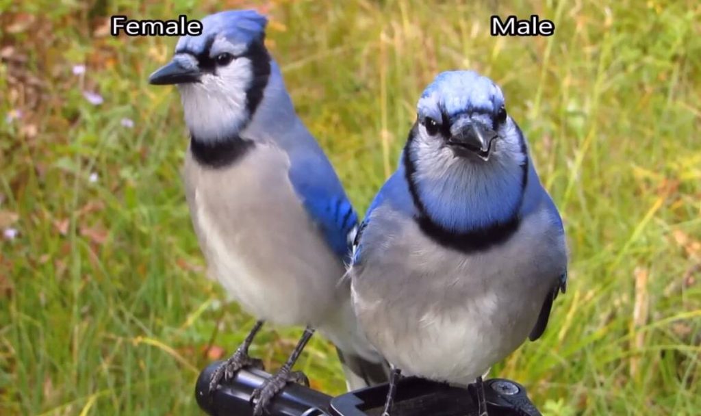 A male & female blue jay
