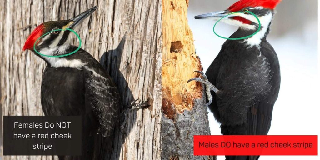 male & female woodpecker color difference