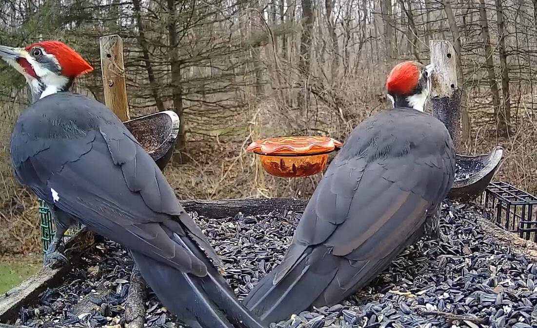 male & female pileated woodpecker