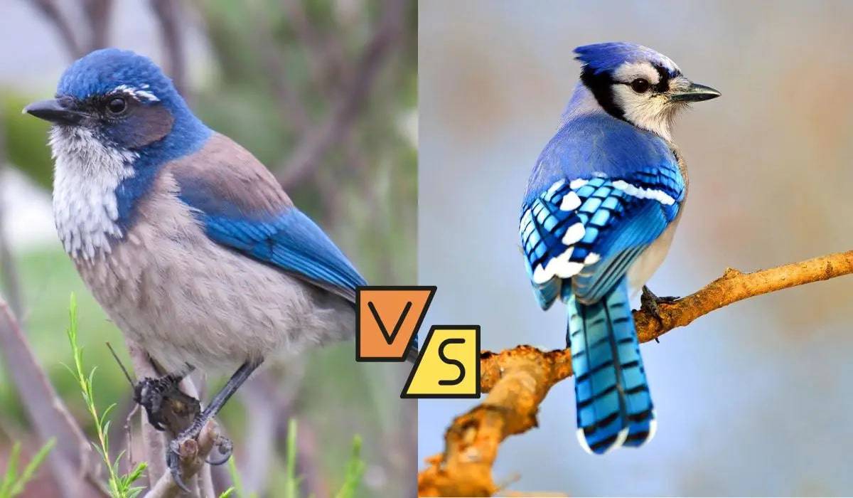 Scrub jay vs blue jay