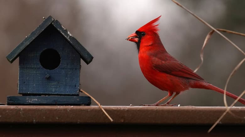 a cardinal bird