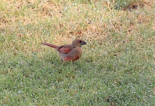 baby cardinal