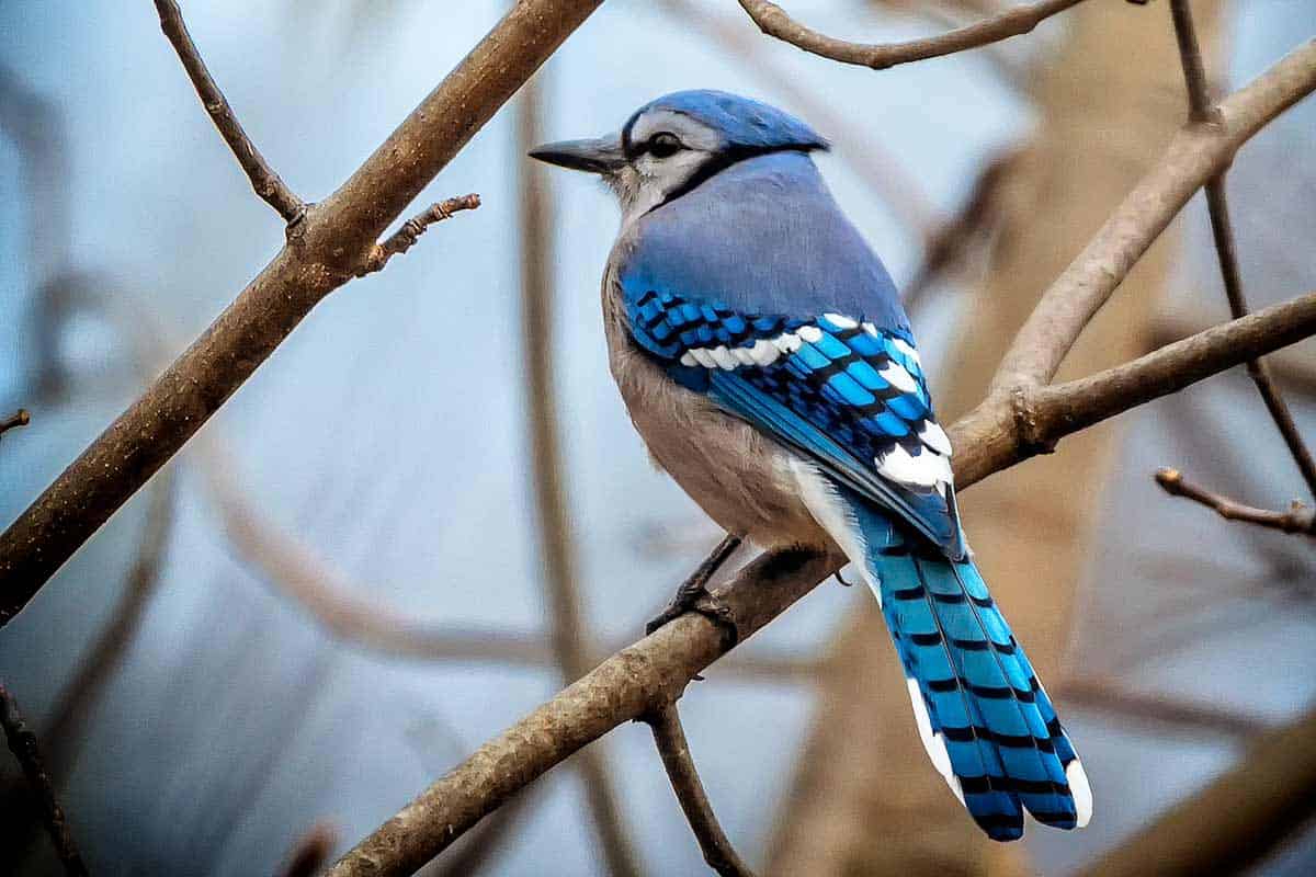 blue jay on branch