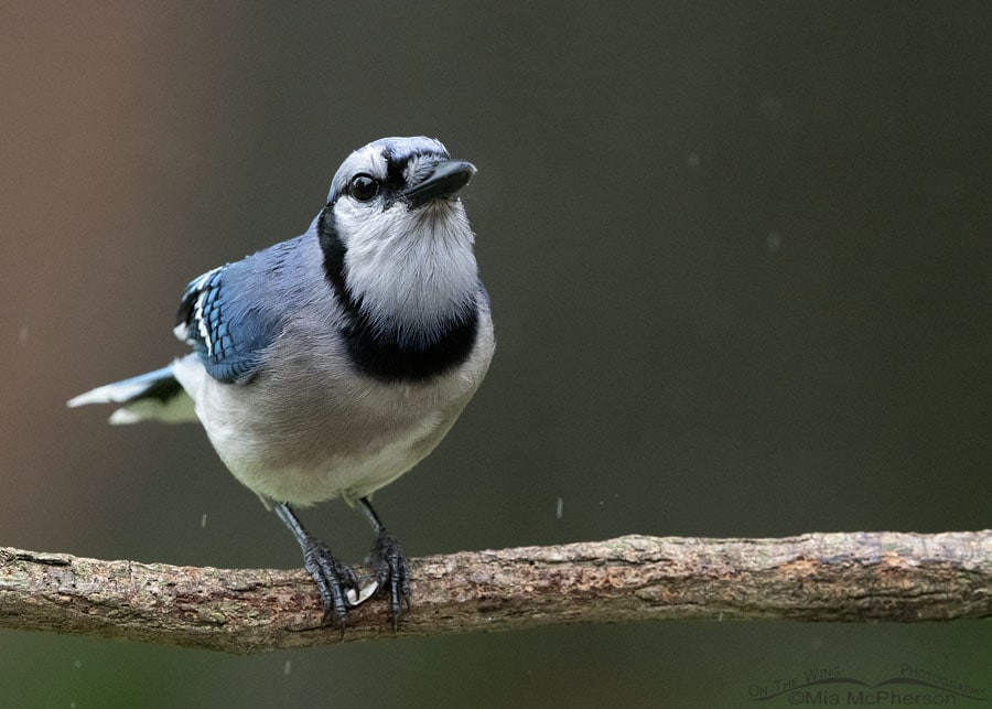 blue jay on the tree branch