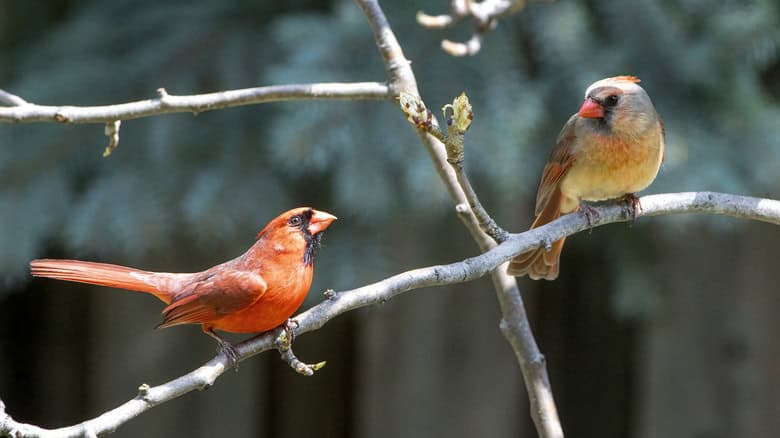 how to attract cardinal