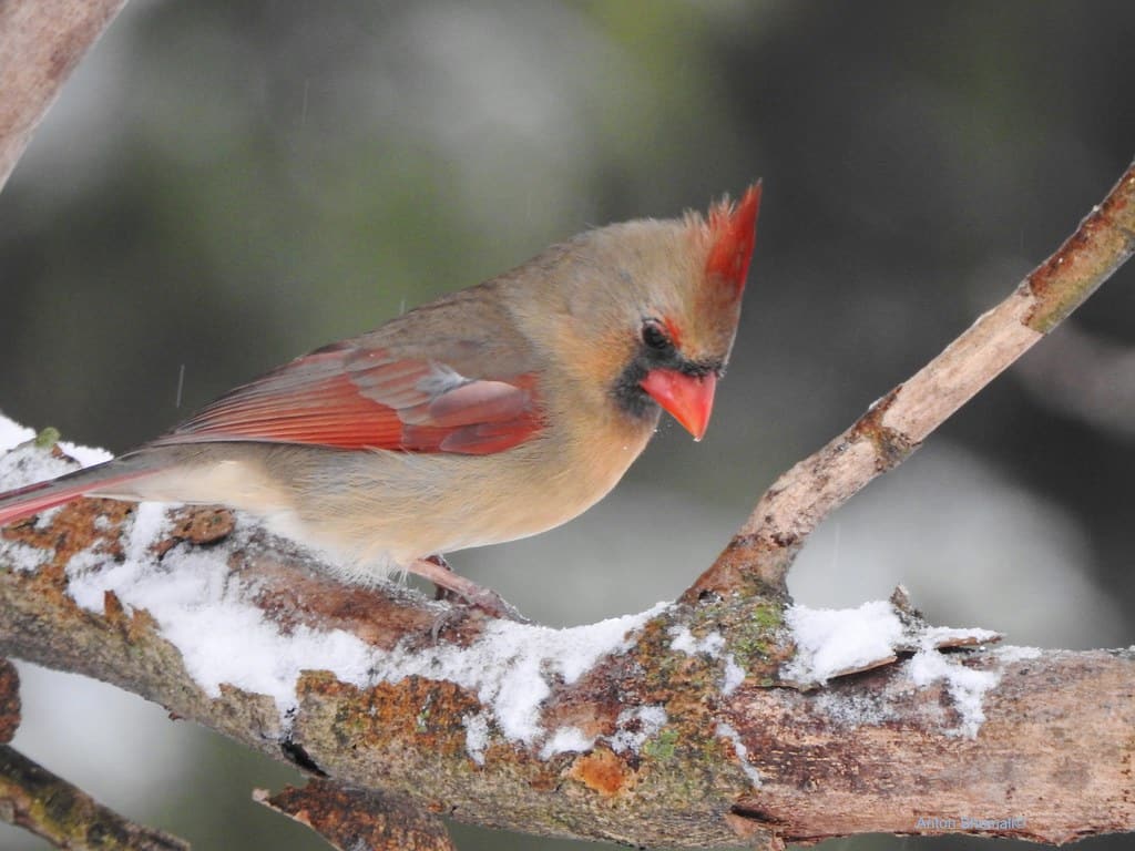 female cardinal bird