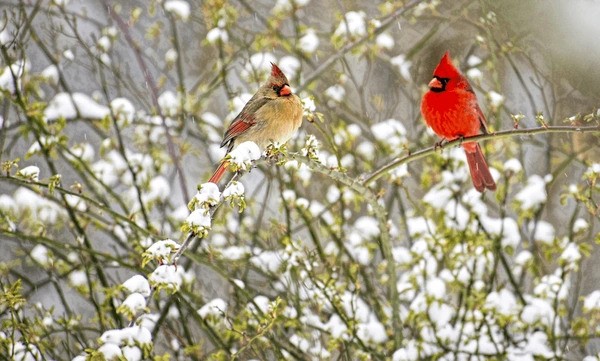 a male & a female cardinal sit together