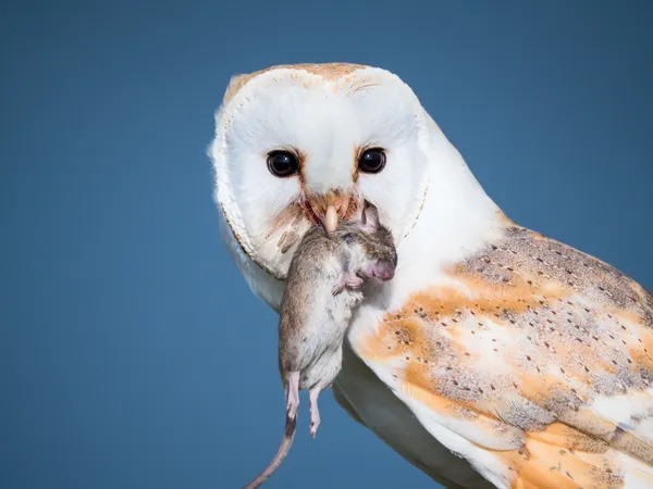 Owl eating rat