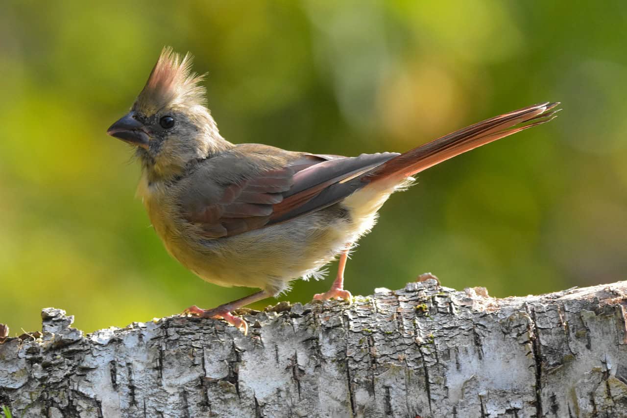 female northern cardinal