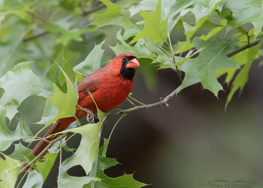 male northern cardinal