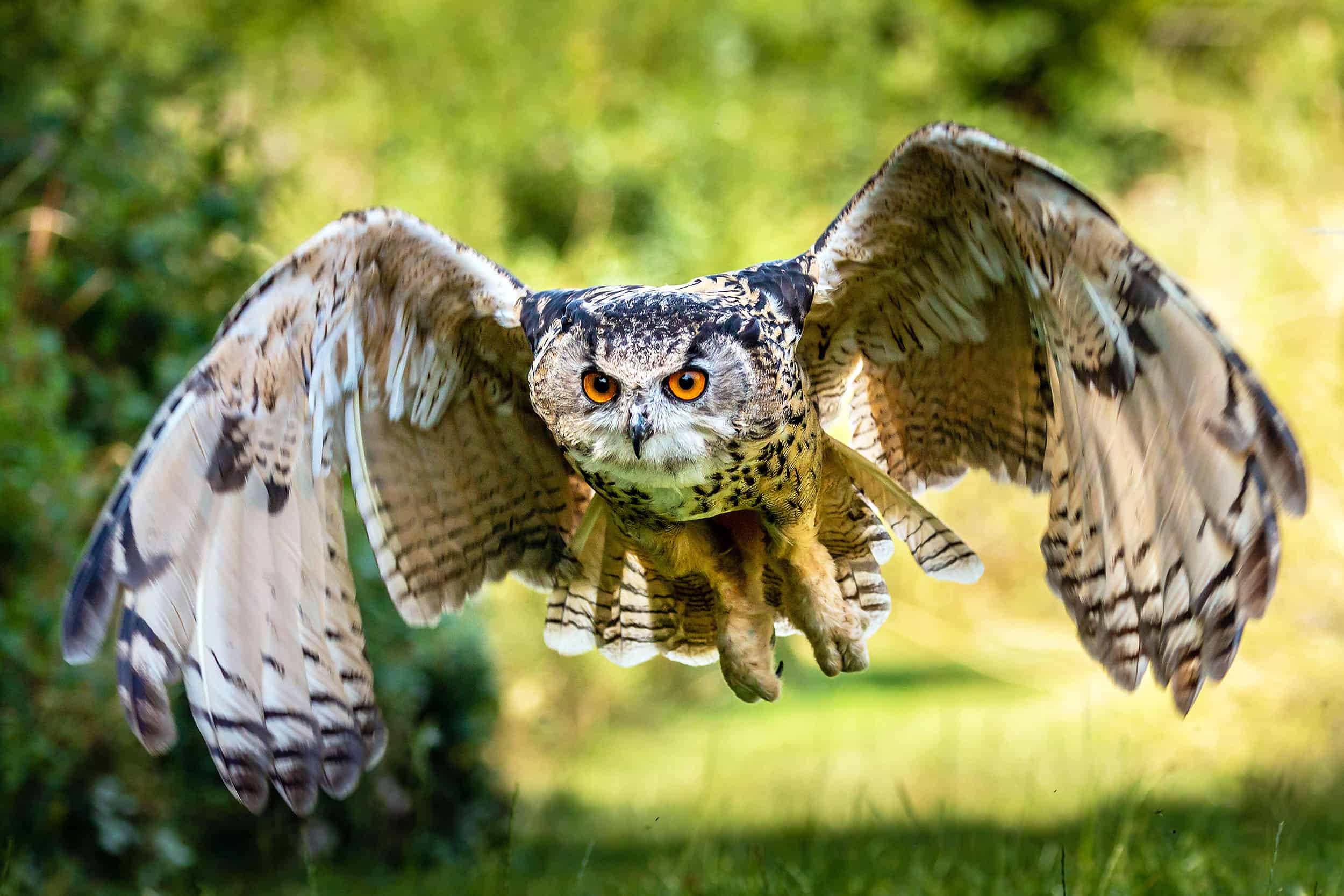 How Do Owls Fly Silently