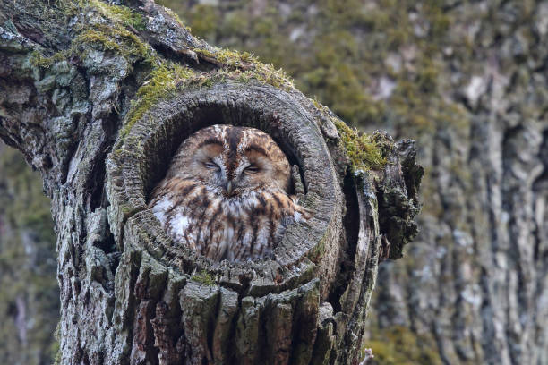 baby owls sleeping