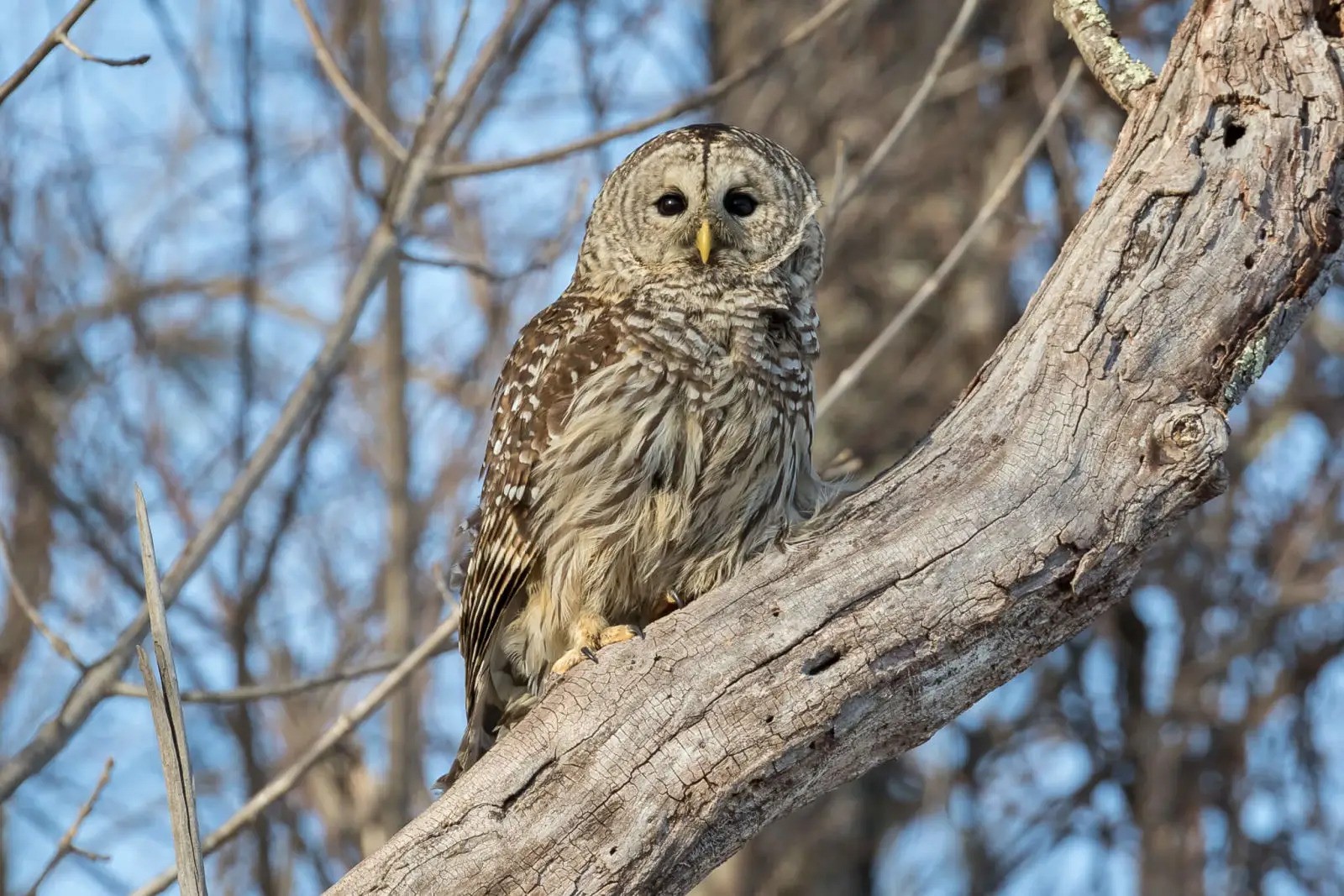 barred owl